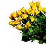 yellow roses